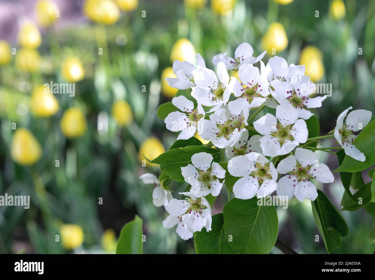 Fleurs de poire blanche aux étamines roses sur fond de tulipes jaunes. Banque D'Images
