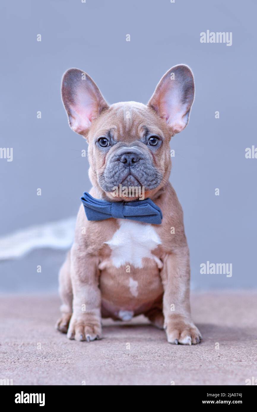 Bleu rouge fauve chien Bulldog chiot avec noeud bleu à l'avant du mur gris Banque D'Images