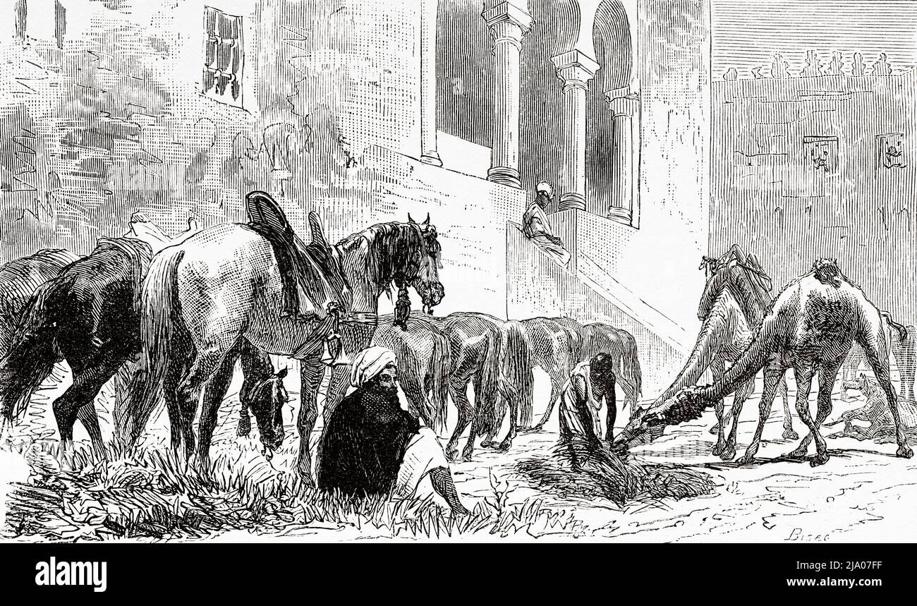 Les bêtes de la caravane, Tanger, Maroc. Nord de l'Afrique. Maroc par Edmondo de Amicis 1875. Le Tour du monde 1879 Banque D'Images