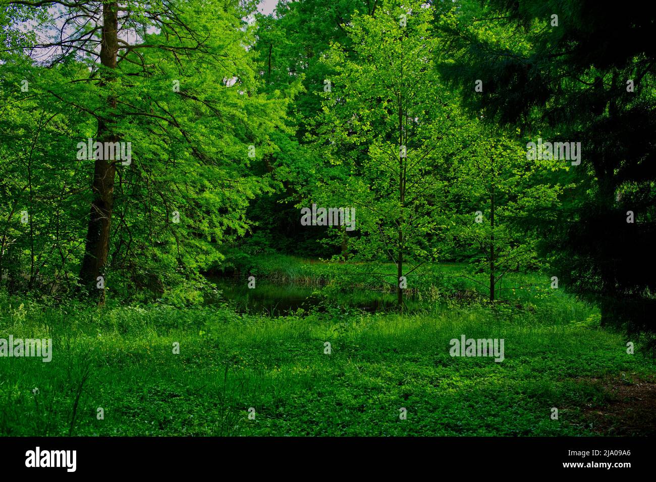 Un bel endroit dans l'environnement vert à un étang Banque D'Images