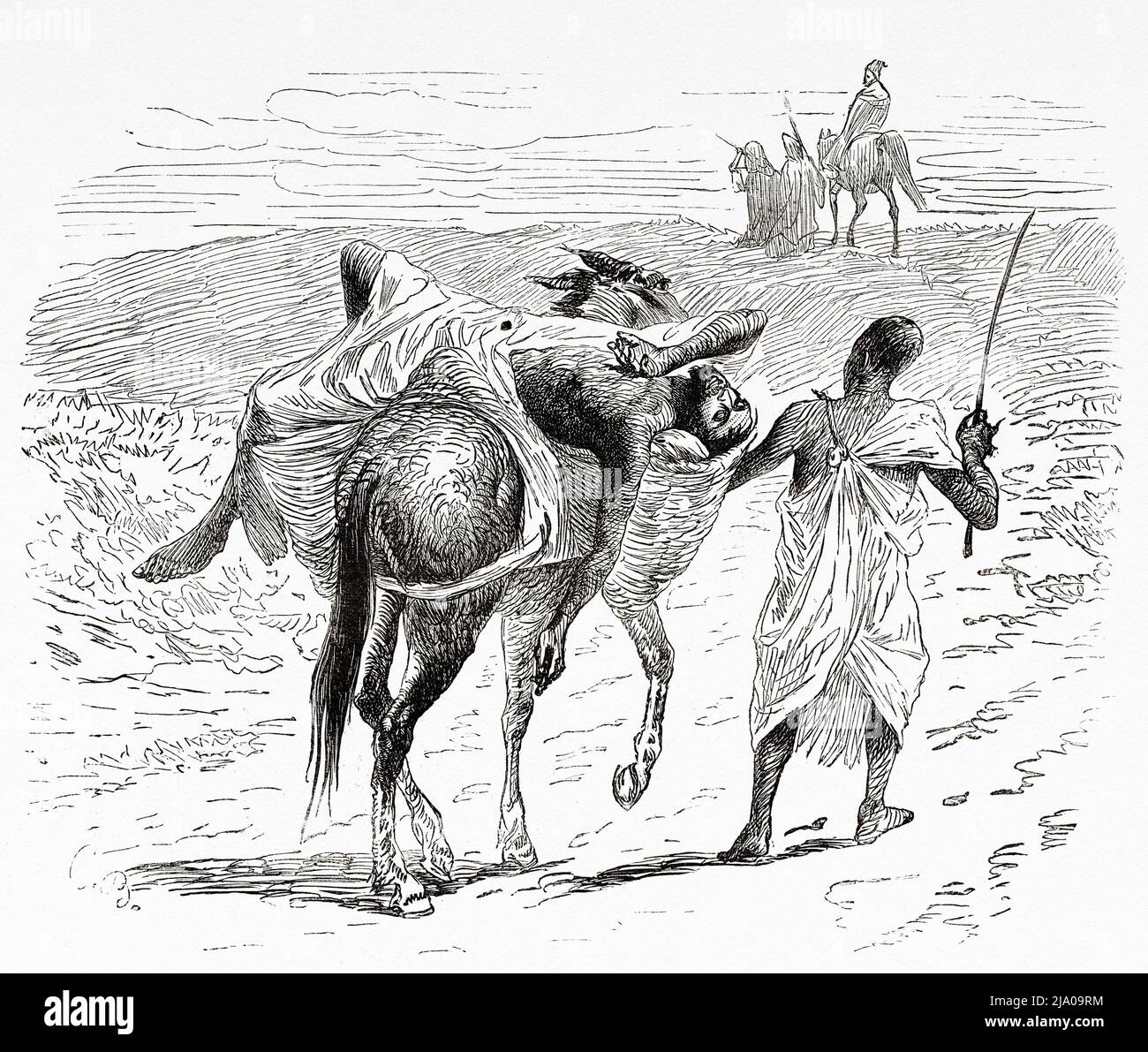 Transport d'une personne malade au dos d'un âne, Maroc. Nord de l'Afrique. Maroc par Edmondo de Amicis 1875. Le Tour du monde 1879 Banque D'Images