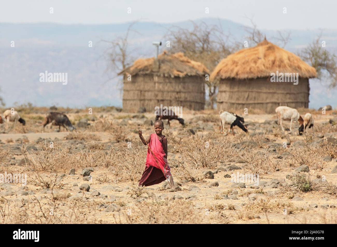 Un jeune garçon Massaï avec des chèvres et des cabanes en arrière-plan, région d'Arusha, Tanzanie, Afrique. Banque D'Images
