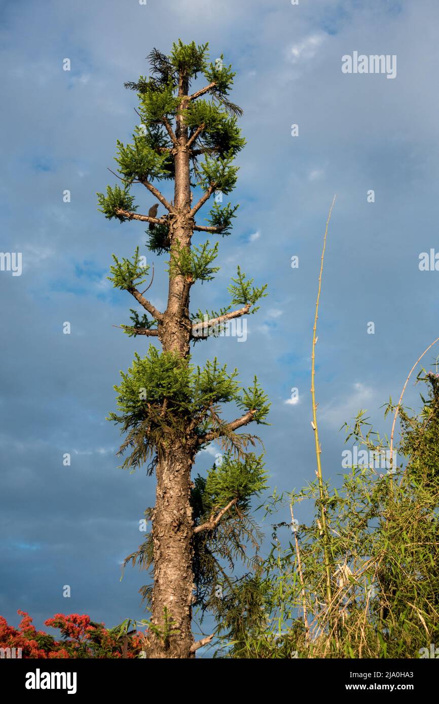 Un grand pin de Lodge Pole, Pinus contorta, avec ciel noir dans la ville de dehradun, uttarakhand India. Banque D'Images