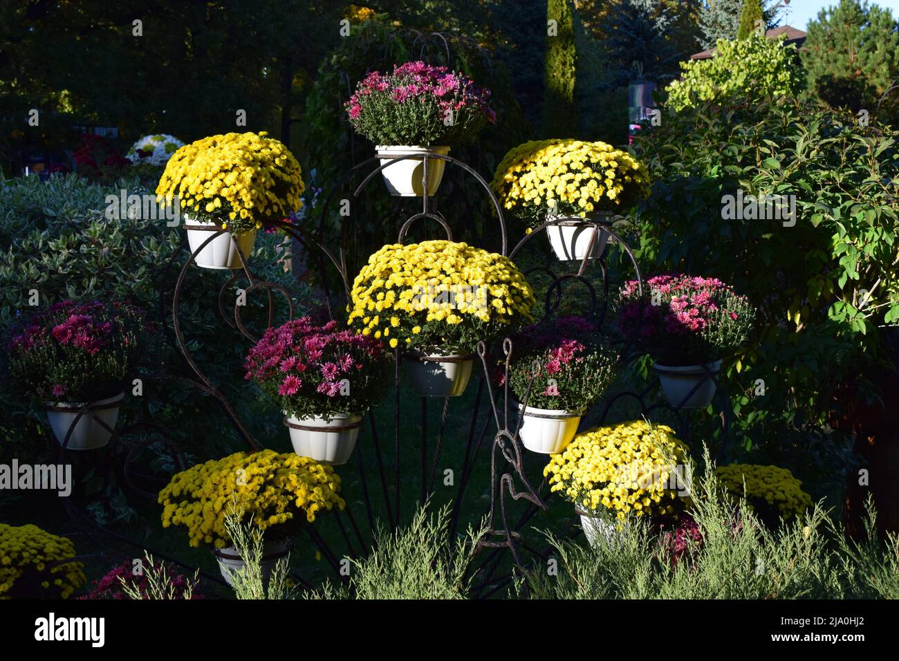 Magnifiques et colorés chrysanthèmes frais d'automne dans des bouquets rouge, jaune, violet, blanc, orange et rose. De magnifiques chrysanthèmes lumineux fleurissent Banque D'Images
