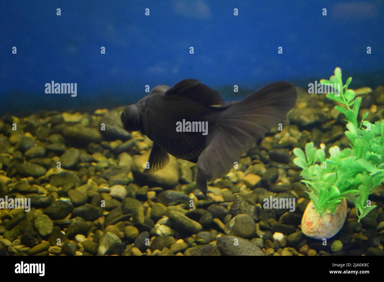 Carassius gibelio forma auratus, télescope noir de poissons rouges. Mise au point sélective Banque D'Images