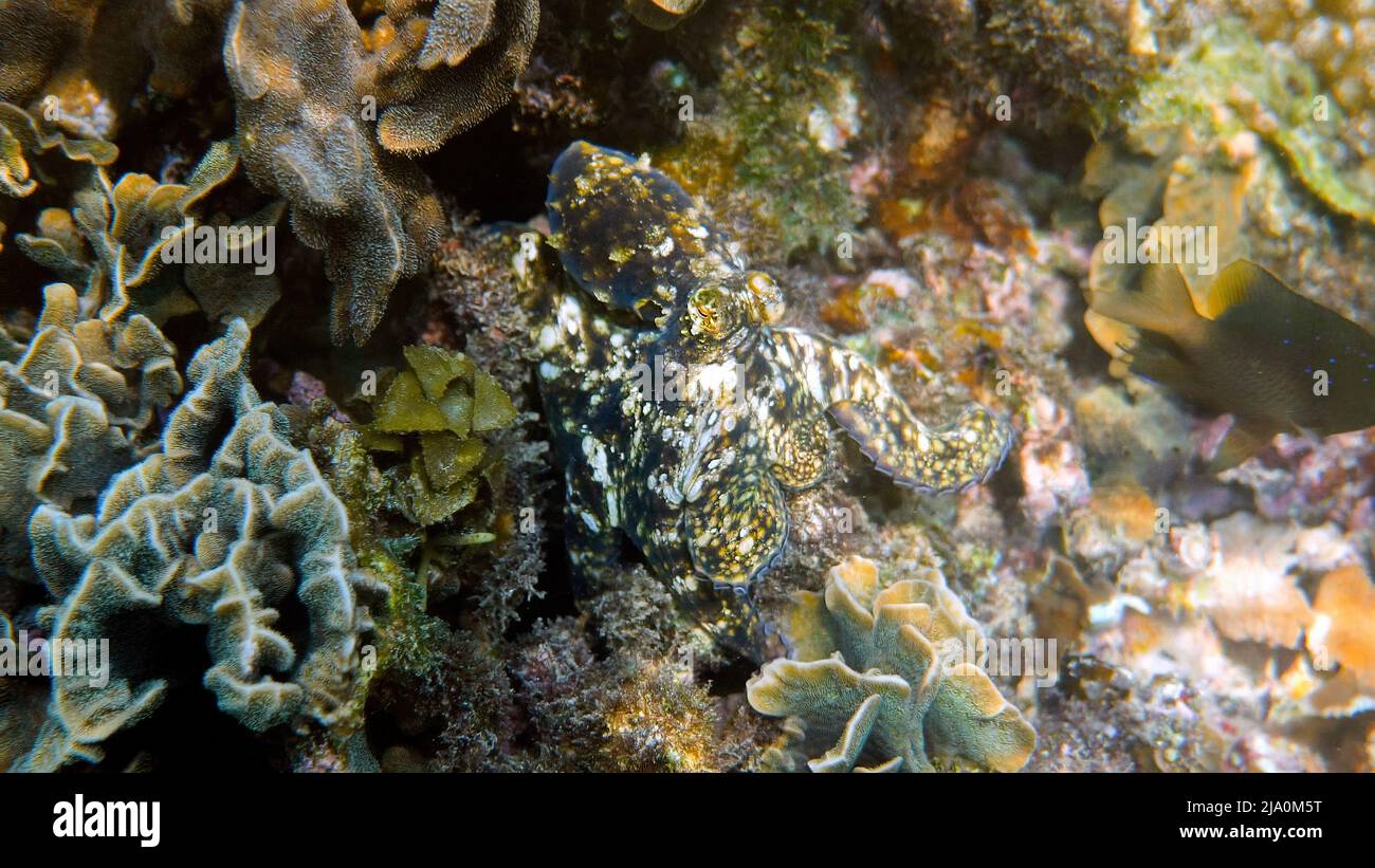 Photo sous-marine de petits poulpes nageant dans la baie exotique tropicale parmi les coraux avec mer cristalline. Octopus de récif commun camouflé parmi les algues et Banque D'Images