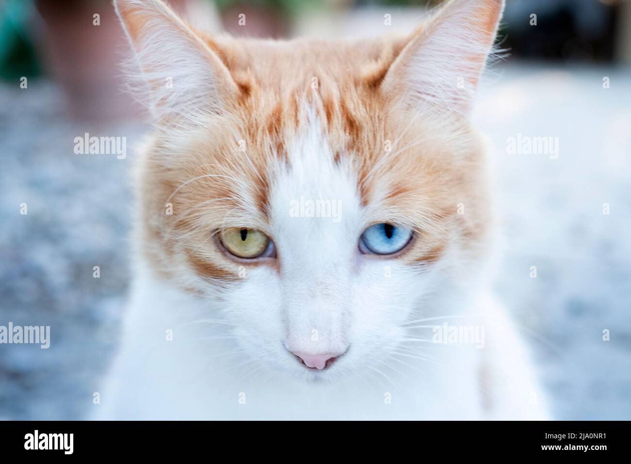 Un chat de tabby domestique au gingembre et blanc avec des yeux de différentes couleurs, connu sous le nom d'hétérochromie sectorielle. L'un des yeux est bleu tandis que l'autre est vert Banque D'Images