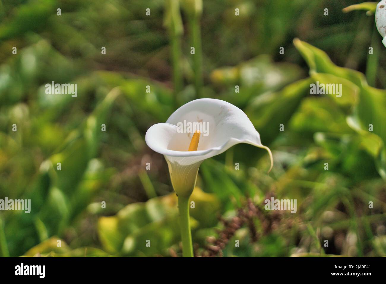 Vue rapprochée de Calla Lilies dans une vallée, Madère, Portugal Banque D'Images