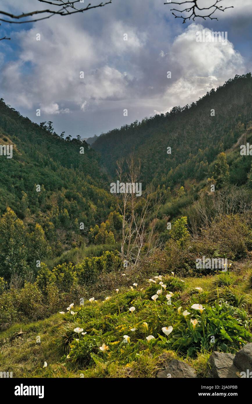 Vue rapprochée de Calla Lilies dans une vallée, Madère, Portugal Banque D'Images