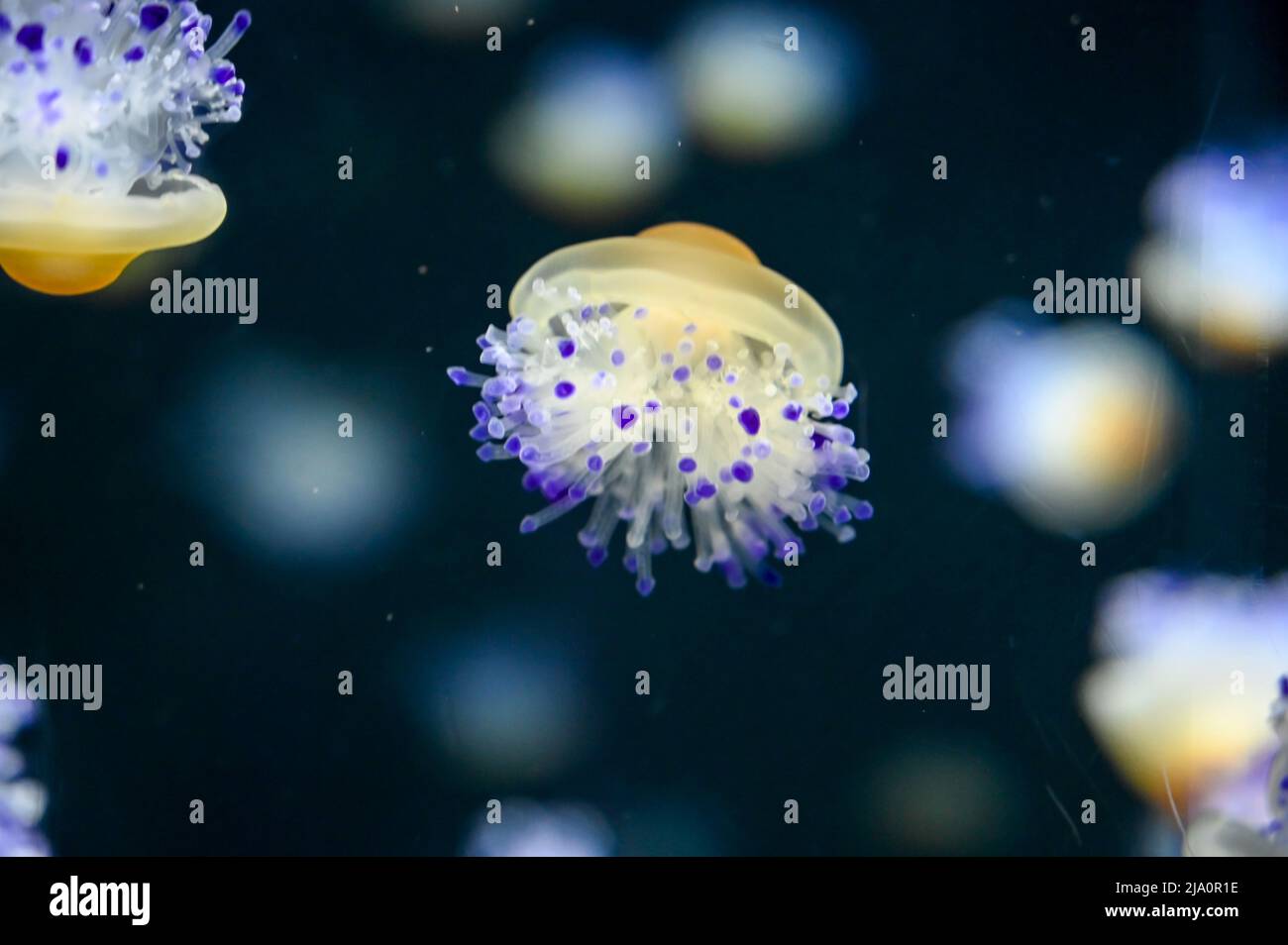 Méduses aux œufs également connues sous le nom de méduses aux jaunes d'œufs, Phacellophora camtschatica nageant dans le réservoir à poissons de l'aquarium de Jelly Banque D'Images