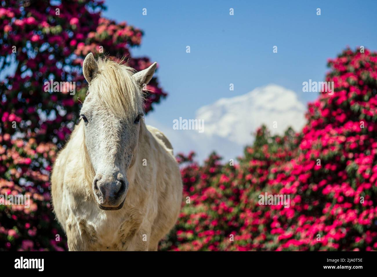 De beaux chevaux blancs se broutent à côté des montagnes au Népal Banque D'Images