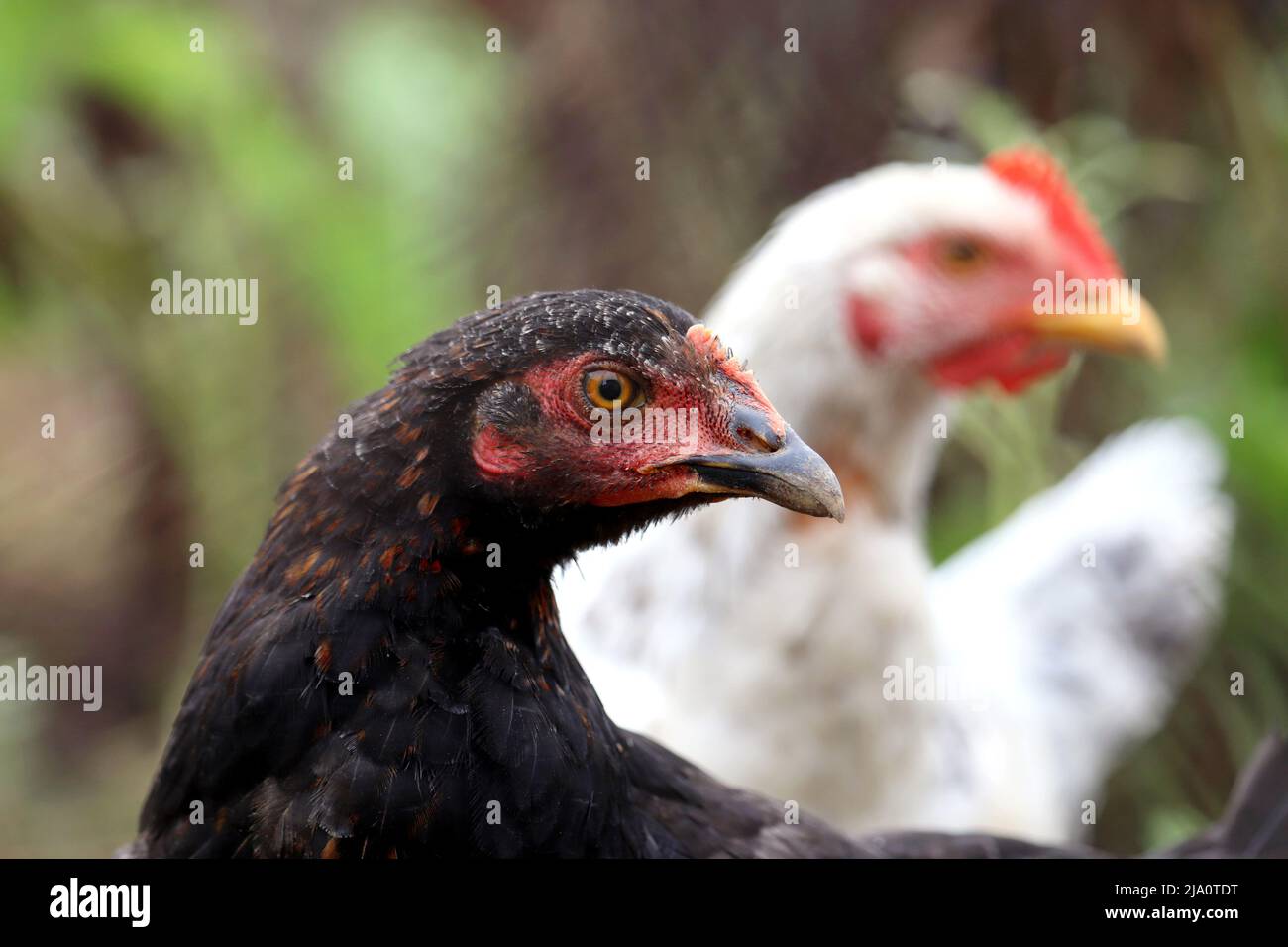 Poulets sur une ferme, poules noires et blanches, concept de volaille Banque D'Images
