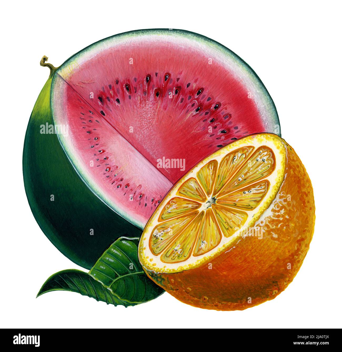 Illustration d'un melon d'eau et d'une orange avec une feuille à fond blanc Banque D'Images