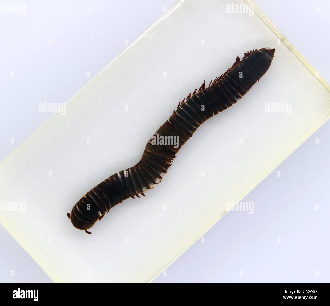 Spécimen enrobé de perspex vu d'en haut sur fond blanc millipede Banque D'Images Spécimen enrobé de perspex vu d'en haut sur fond blanc millipede Banque D'Images