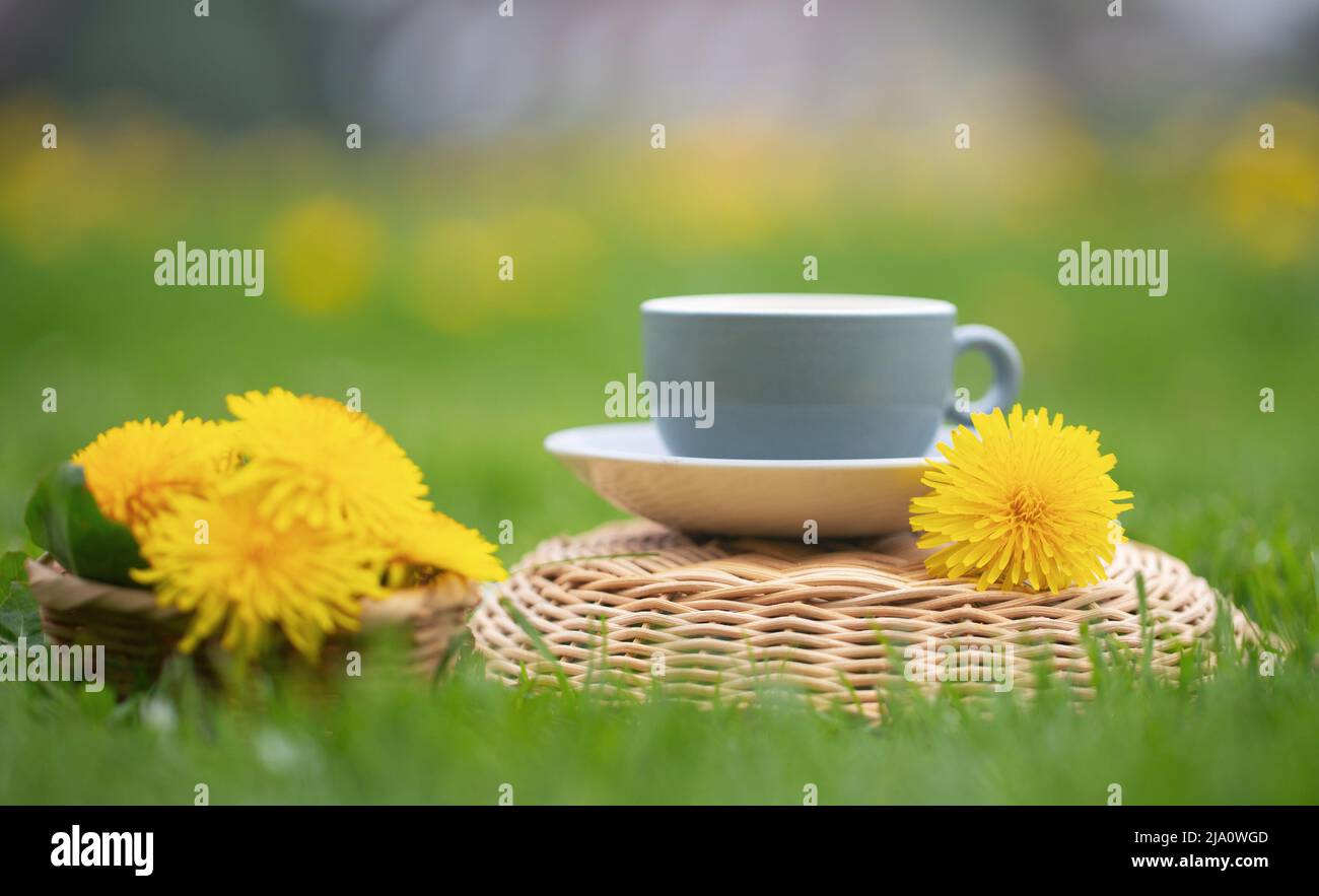 Thé Dandélion aux herbes dans le jardin fleuri Banque D'Images