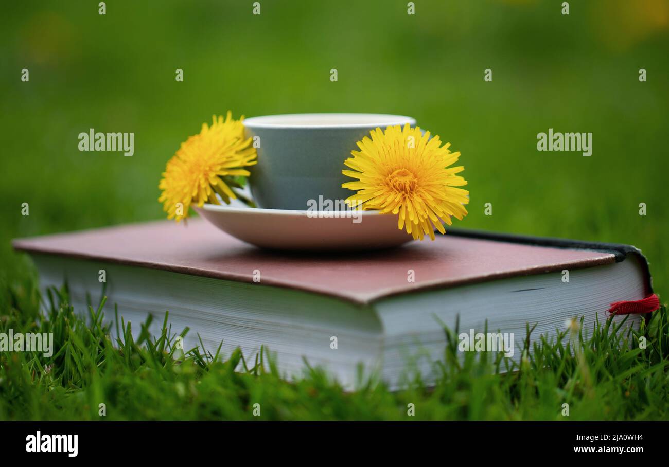 Thé Dandélion aux herbes dans le jardin fleuri Banque D'Images