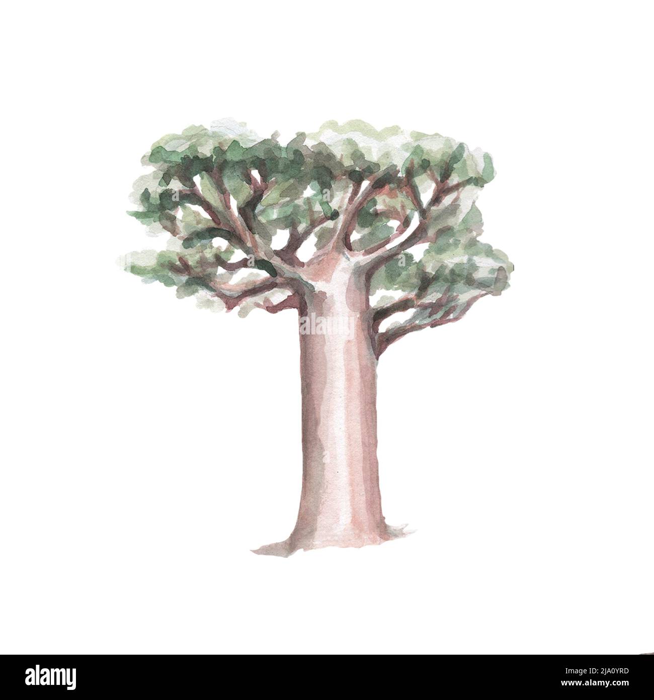 Arbres plantes forêt australie nature sauvage aquarelle illustration élément isolé dessiné à la main sur fond blanc mignons bébé images Banque D'Images