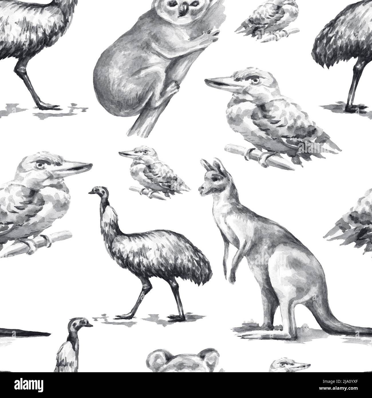 Animaux Australie illustration graphique dessin à la main koala ostrich emu isolé sur fond blanc ensemble Banque D'Images