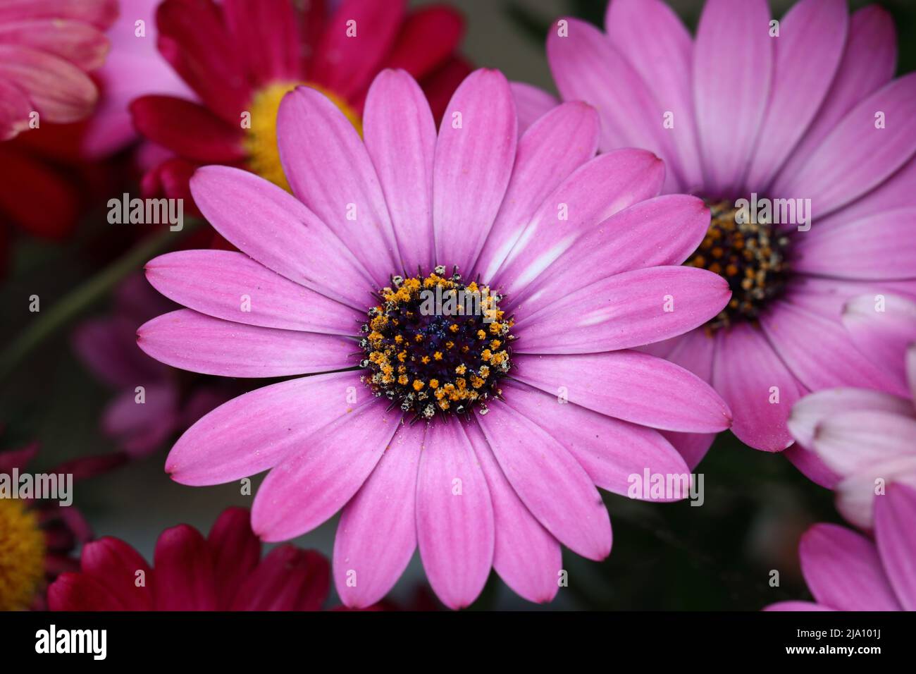 gros plan d'une magnifique pâquerette d'afrique, violet clair et pleine de fleurs, vue d'en haut, arrière-plan naturel flou Banque D'Images