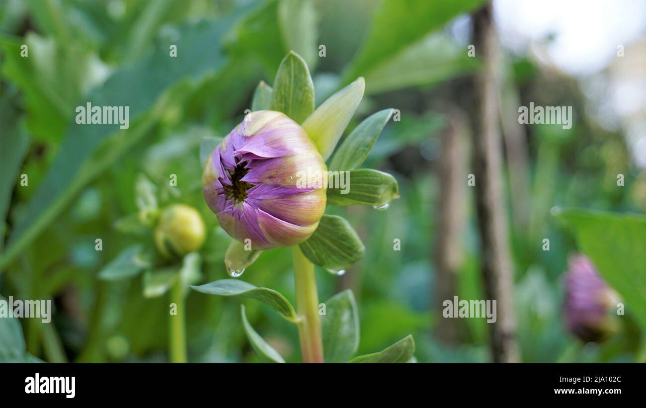 Belles fleurs de Dahlia pinnata également connu sous le nom de pinné, Hypnotica avec fond vert de jardin. Banque D'Images