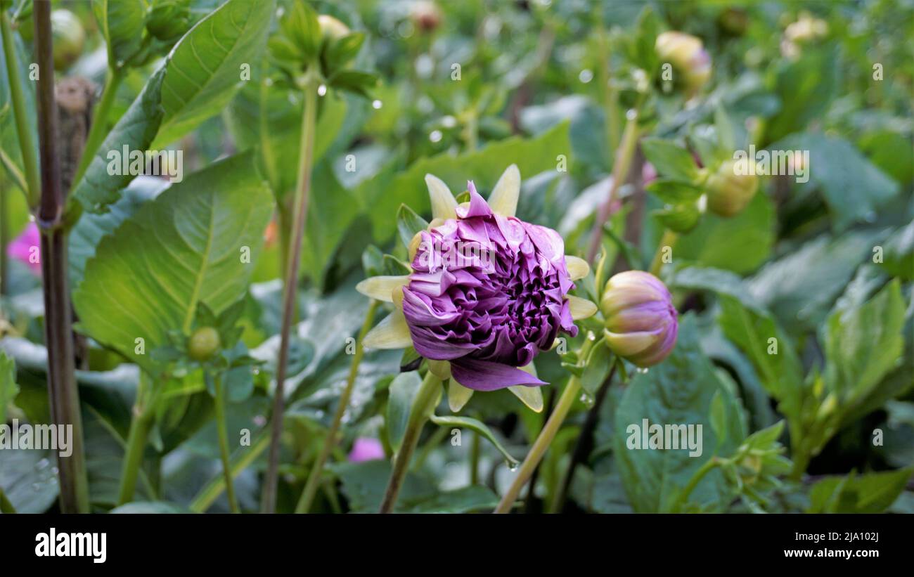 Belles fleurs de Dahlia pinnata également connu sous le nom de pinné, Hypnotica avec fond vert de jardin. Banque D'Images