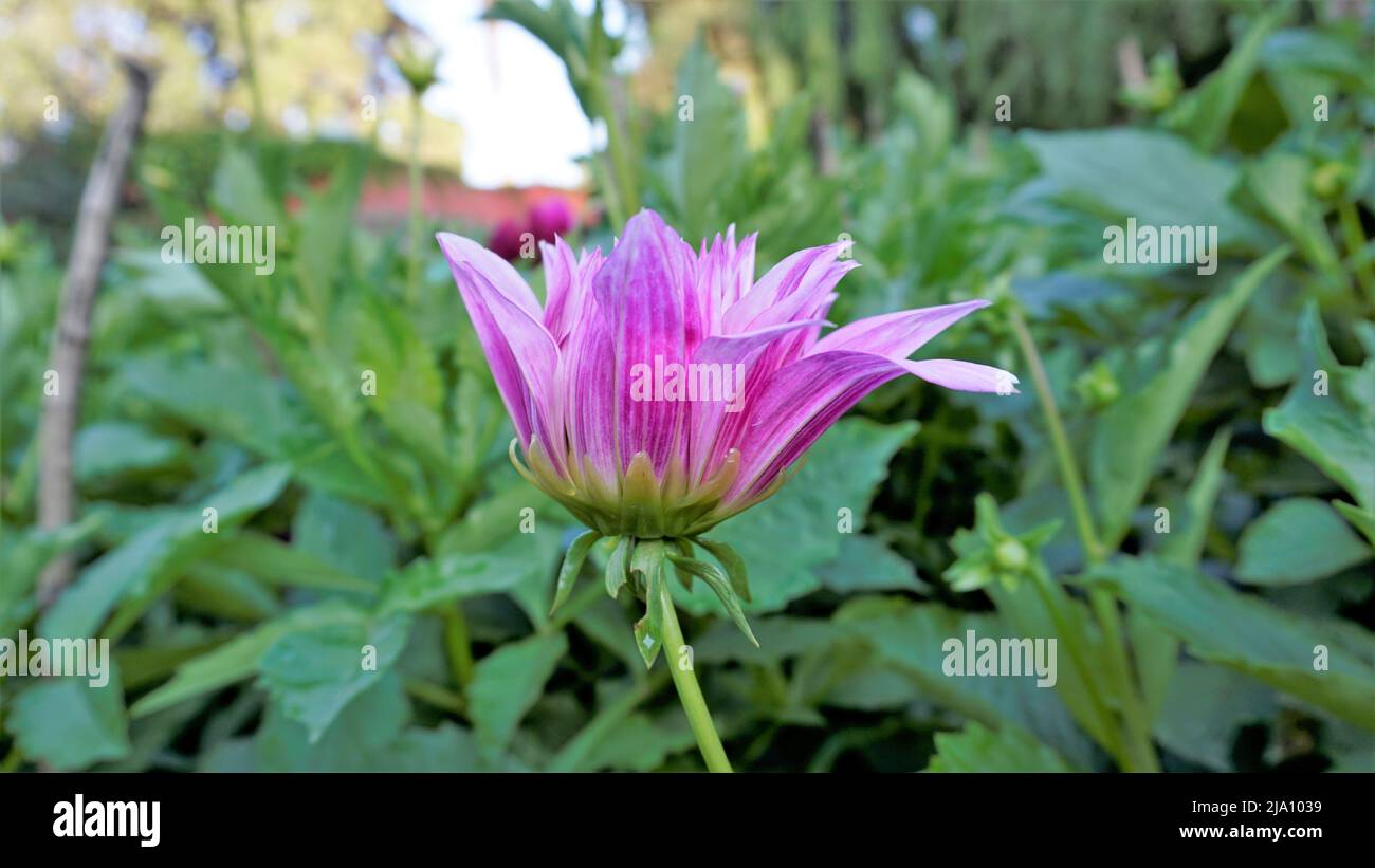 Belles fleurs de Dahlia pinnata également connu sous le nom de pinné, Hypnotica avec fond vert de jardin. Banque D'Images