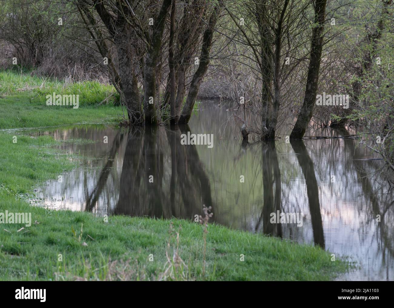 Saule à tiges multiples dans l'eau, pendant les crues ou le niveau d'eau élevé après la pluie au printemps Banque D'Images