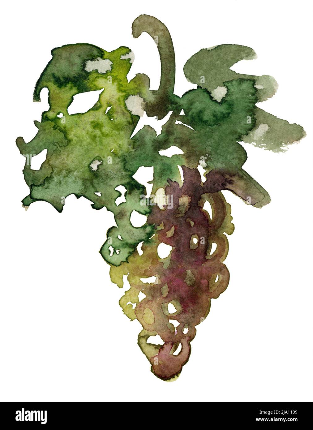 Illustration aquarelle d'un raisin de vin avec des feuilles dans le dos blanc Banque D'Images