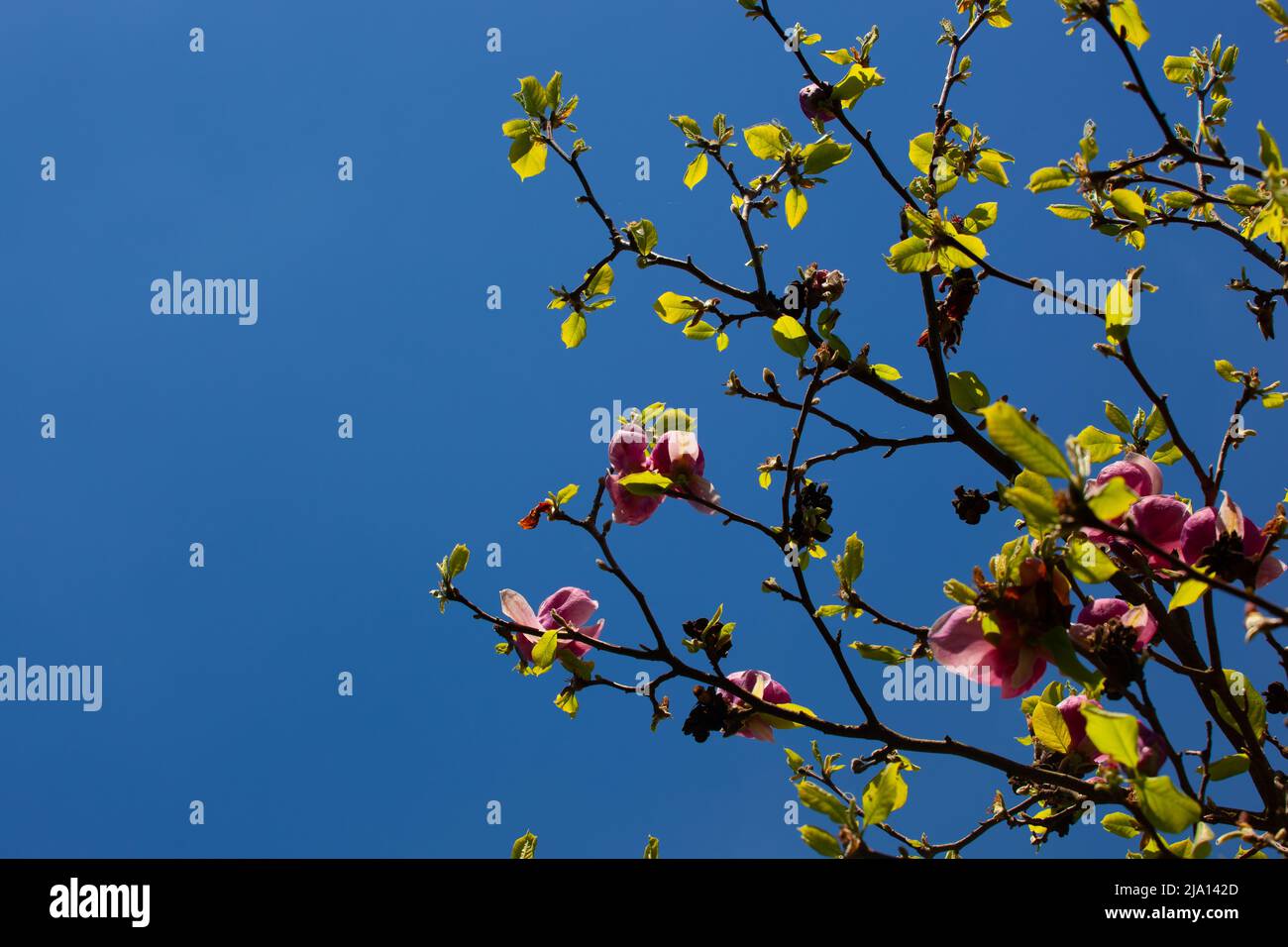 Les fleurs roses violets sont sur un arbre avec quelques feuilles vertes. Le ciel est bleu azur sans nuages. Banque D'Images