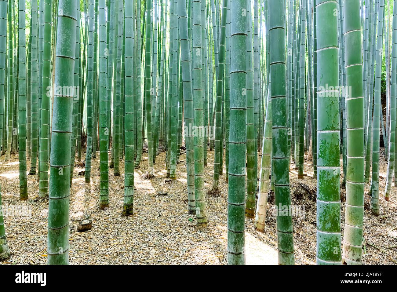 Japon. Kyoto. Bosquet de bambou d'Arashiyama Banque D'Images