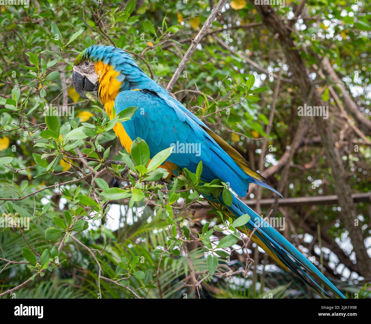 Belle macaw dans la forêt. Oiseau tropical dans l'arbre. Banque D'Images