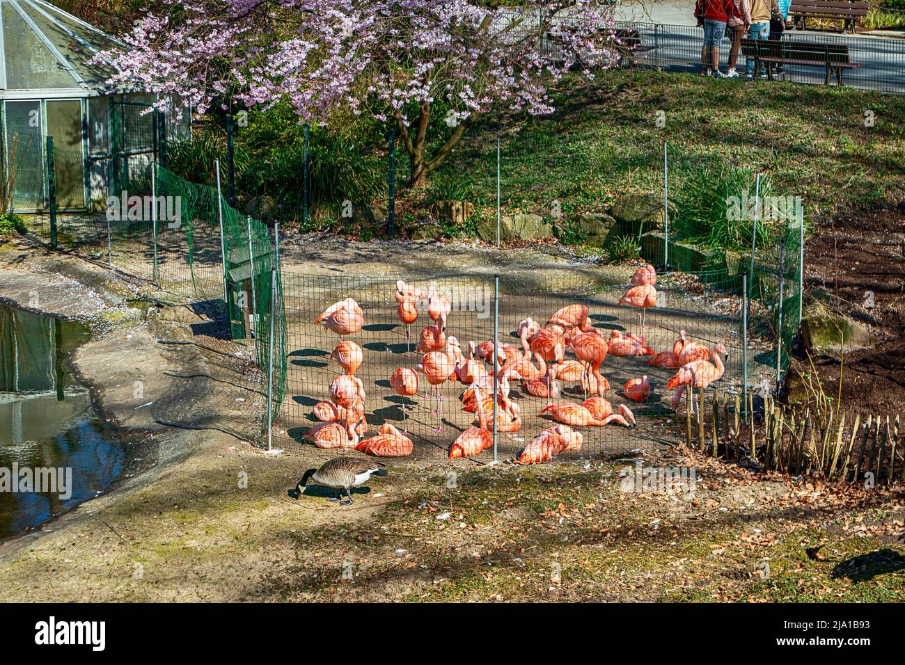 Zoo de Dortmund, Rhénanie-du-Nord-Westfalia, Allemagne Banque D'Images