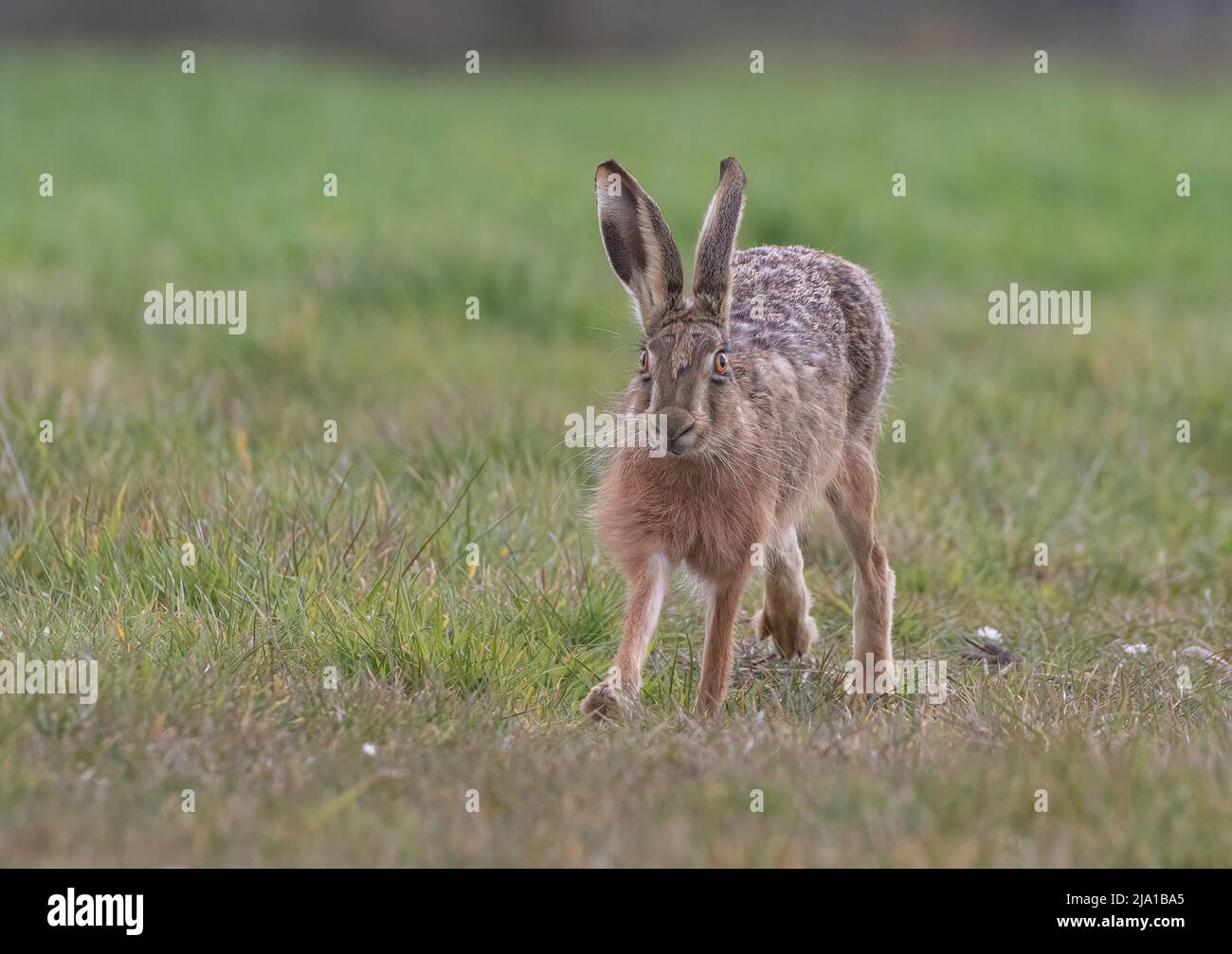 Le meilleur pied en avant, un lièvre brun avec de longs whiskers , courant vers la caméra - Suffolk, Royaume-Uni Banque D'Images