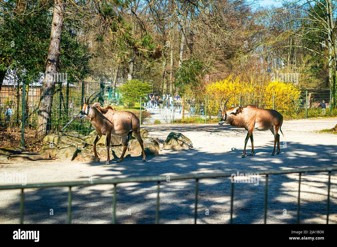 Zoo de Dortmund, Rhénanie-du-Nord-Westfalia, Allemagne Banque D'Images