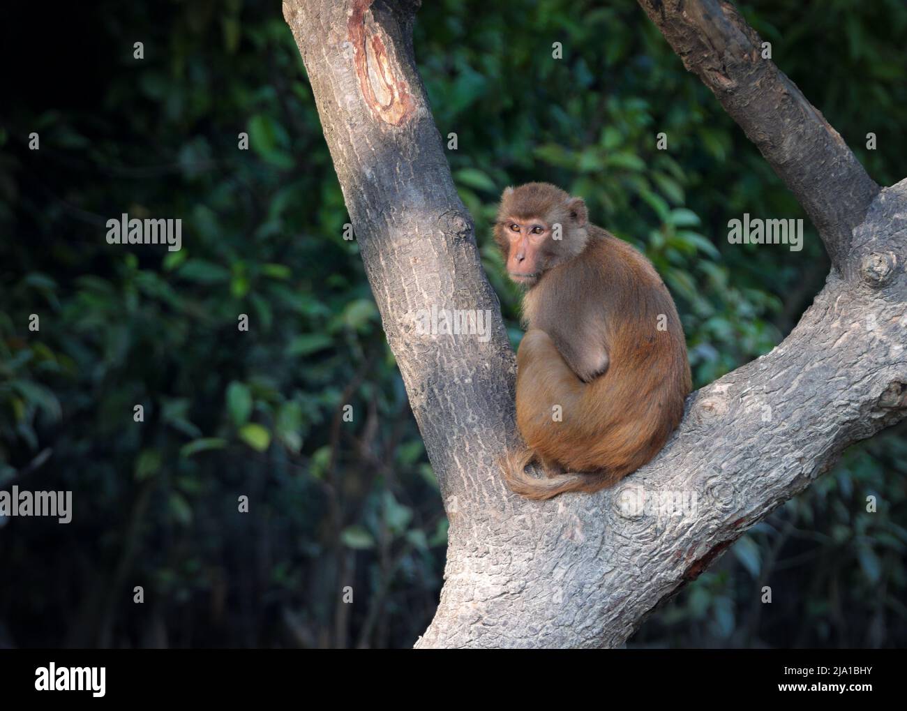 Rhésus macaque, singe rhésus, est une espèce de singe de l'ancien monde. Cette photo a été prise de Sundarbans, au Bangladesh. Banque D'Images