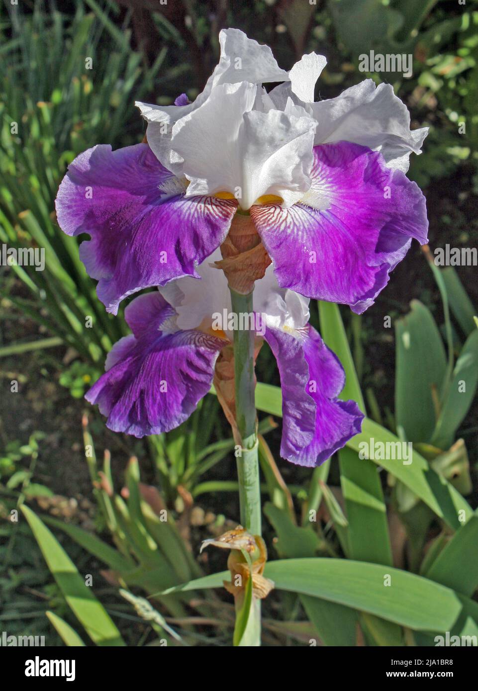 Iris 'Mrs. Andras', un cultivar à iris barbu vigoureux, historique et élevé que Fryer a hybridé en 1919. Banque D'Images