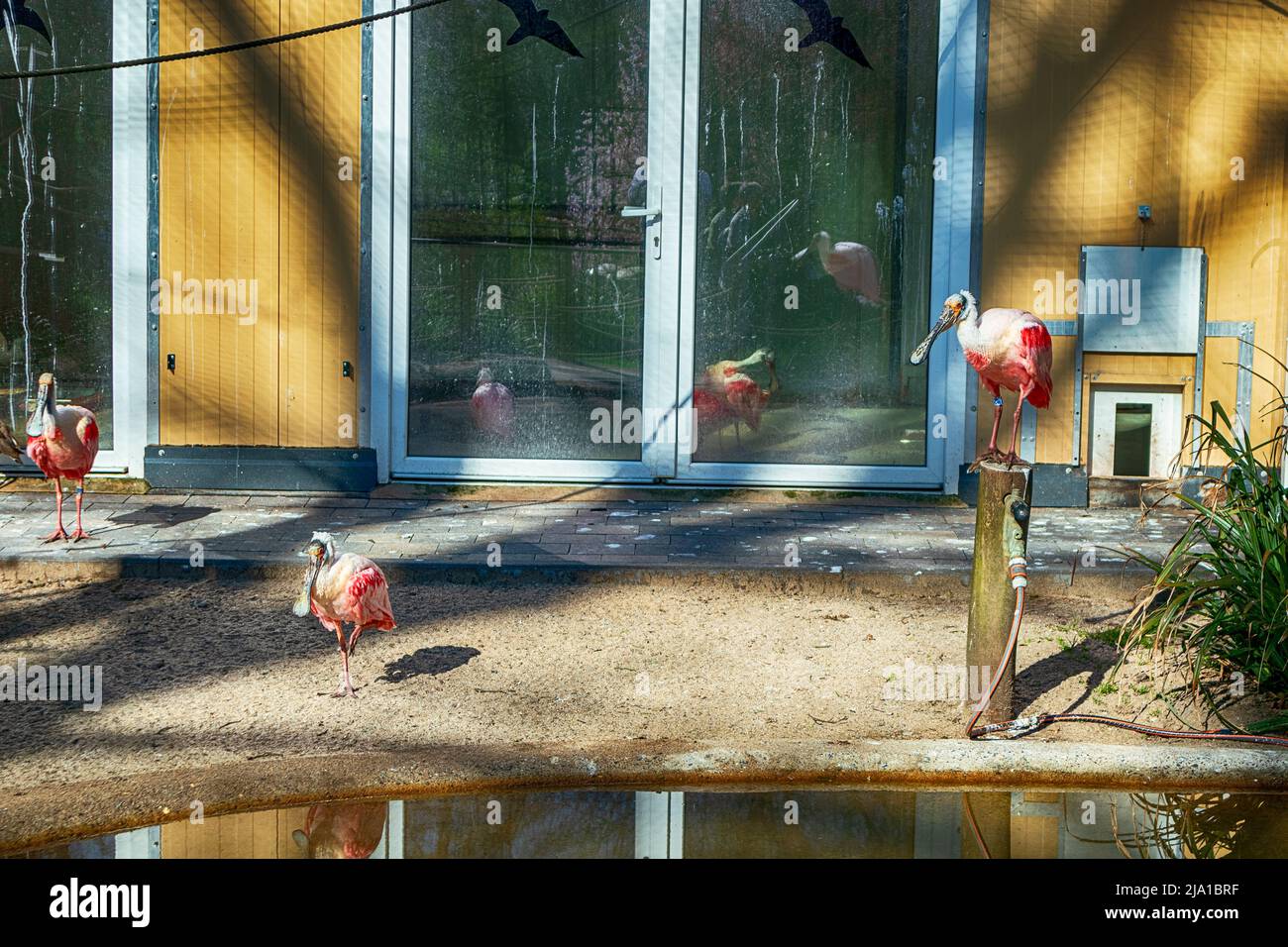 Zoo de Dortmund, Rhénanie-du-Nord-Westfalia, Allemagne Banque D'Images