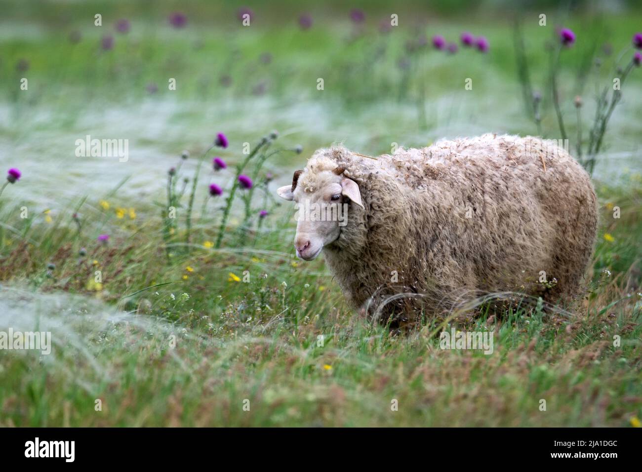 Moutons blancs paître sur pâturage d'herbe verte Banque D'Images