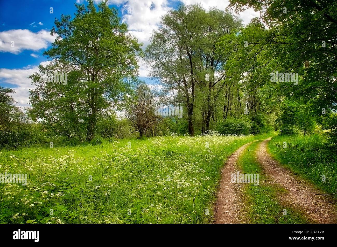DE - BAVIÈRE: Scène de forêt le long de la rivière Loisach près de Bichl, Oberbayern Banque D'Images