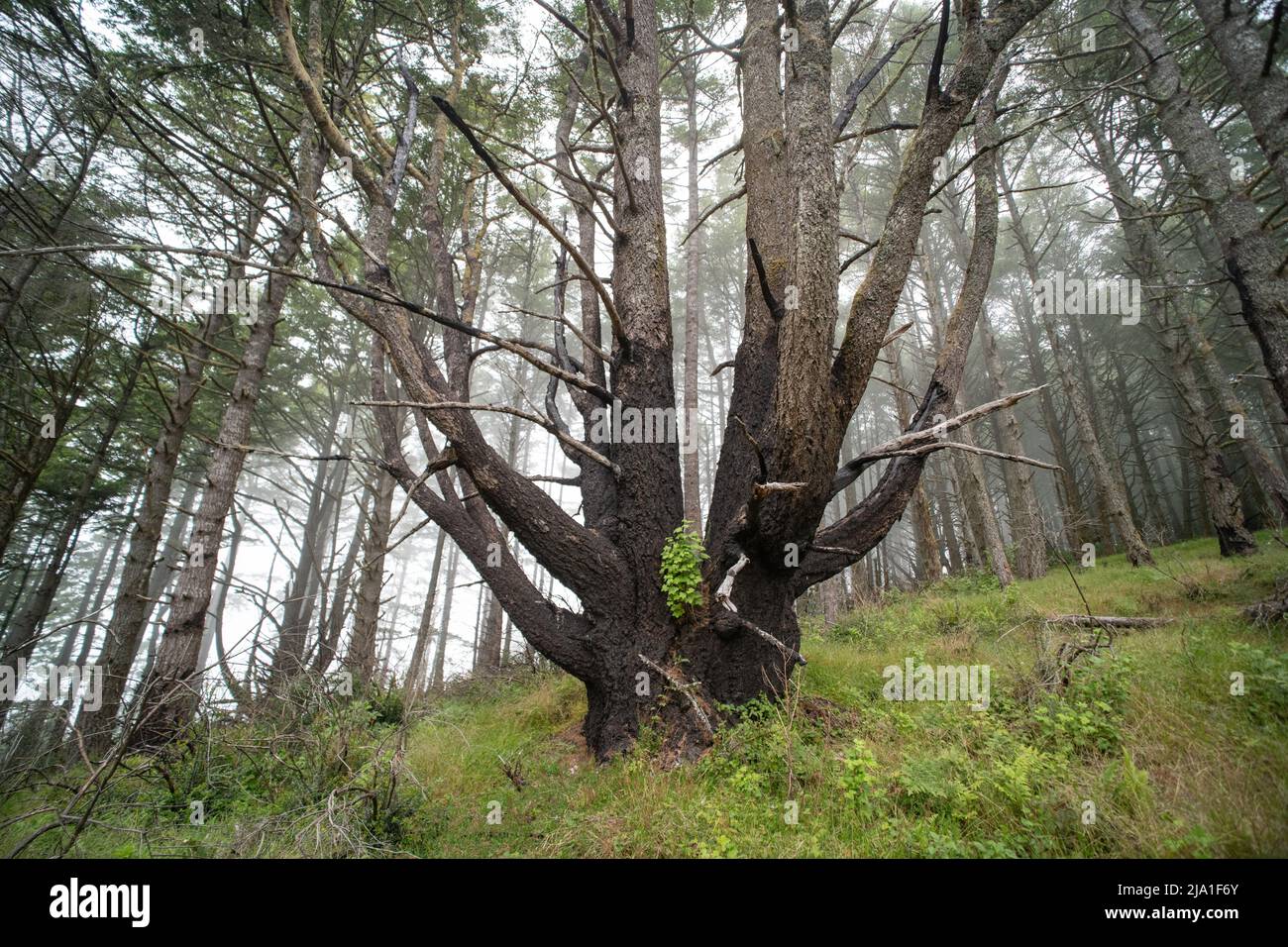 Une forêt dans le littoral national de point Reyes en Californie montre des signes de feu passé, mais est maintenant en rétablissement. Banque D'Images