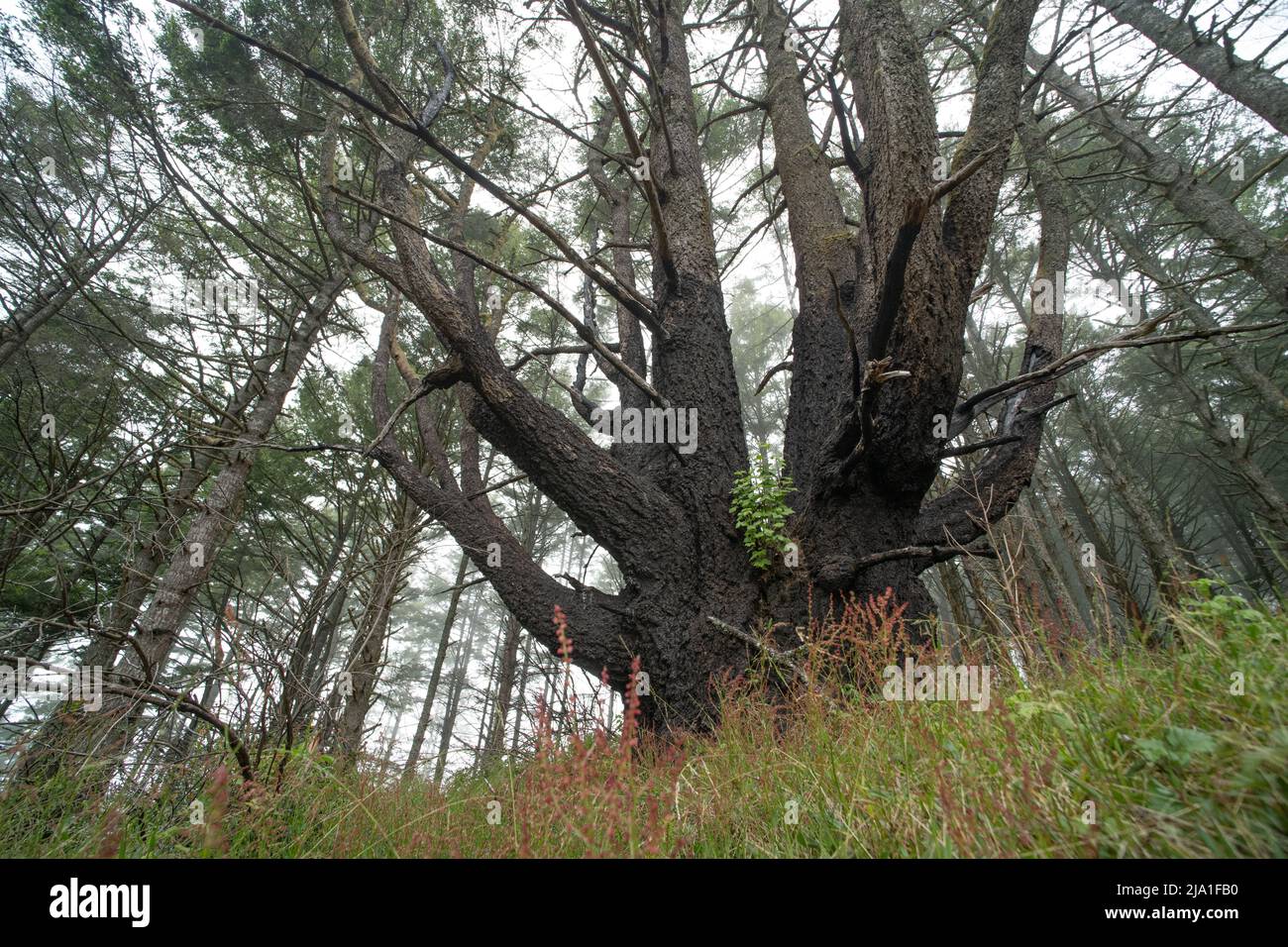 Une forêt dans le littoral national de point Reyes en Californie montre des signes de feu passé, mais est maintenant en rétablissement. Banque D'Images