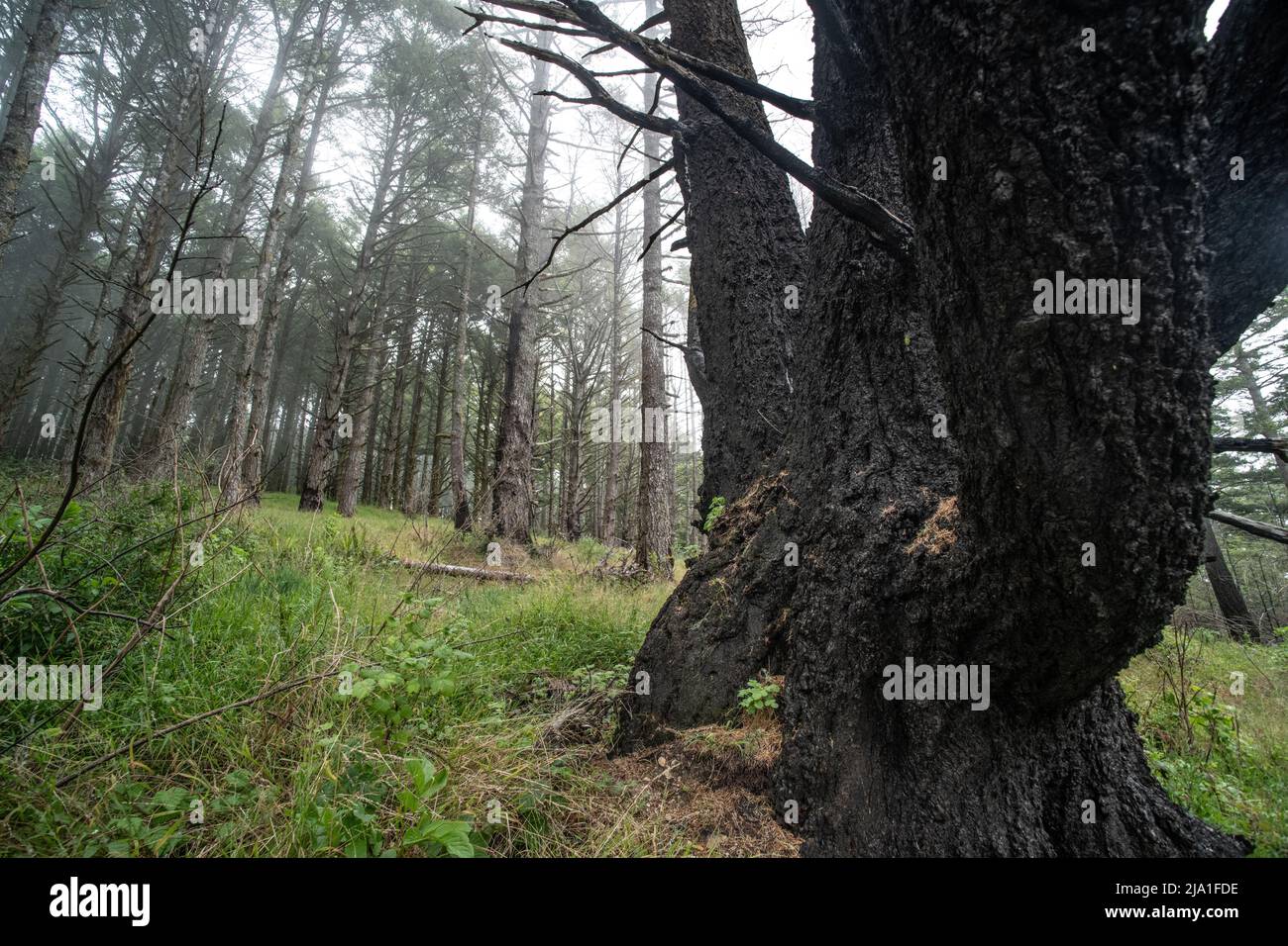 Une forêt dans le littoral national de point Reyes en Californie montre des signes de feu passé, mais est maintenant en rétablissement. Banque D'Images