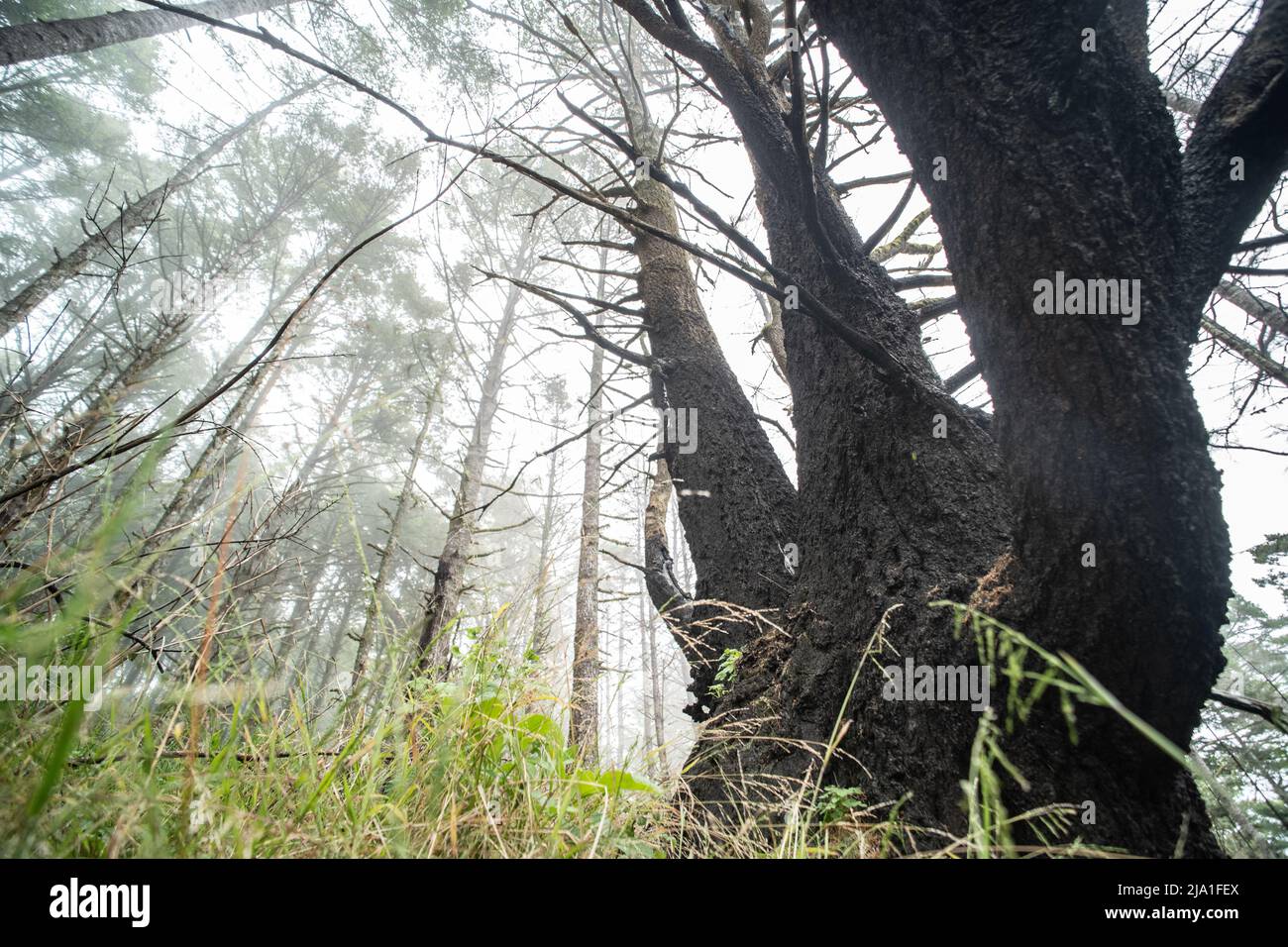 Une forêt dans le littoral national de point Reyes en Californie montre des signes de feu passé, mais est maintenant en rétablissement. Banque D'Images