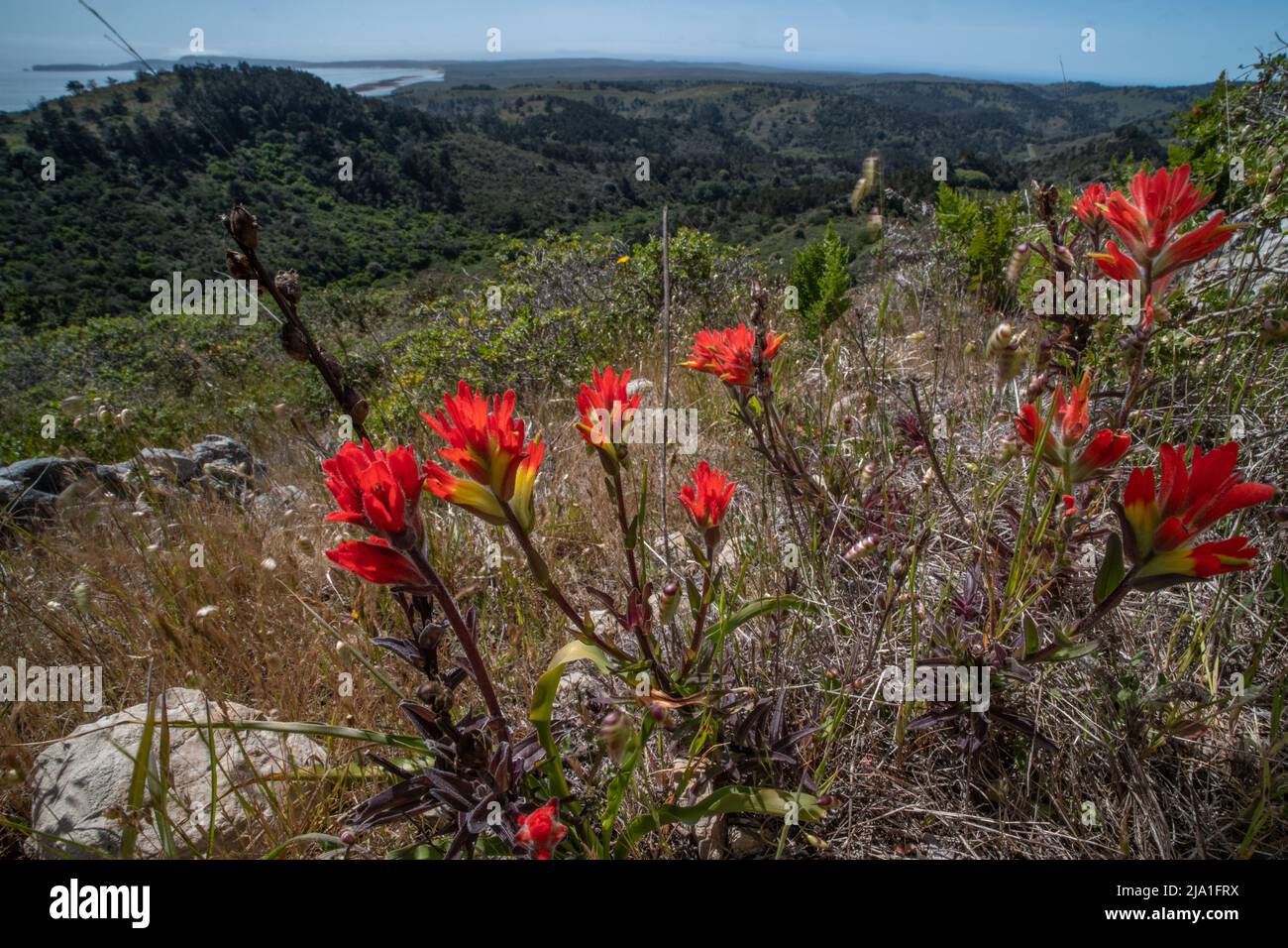 Pinceau indien de la côte (Castilleja affinis) une fleur sauvage vive pousse sur une colline surplombant la côte et l'océan Pacifique en Californie. Banque D'Images