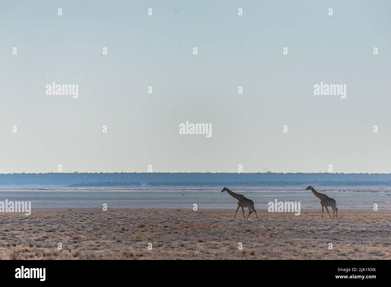 Prise de vue au grand angle de deux girafes Giraffa - angolais giraffa angolensis- illustrant la grande ouverture des plaines du parc national Etosha, Namibie. Banque D'Images