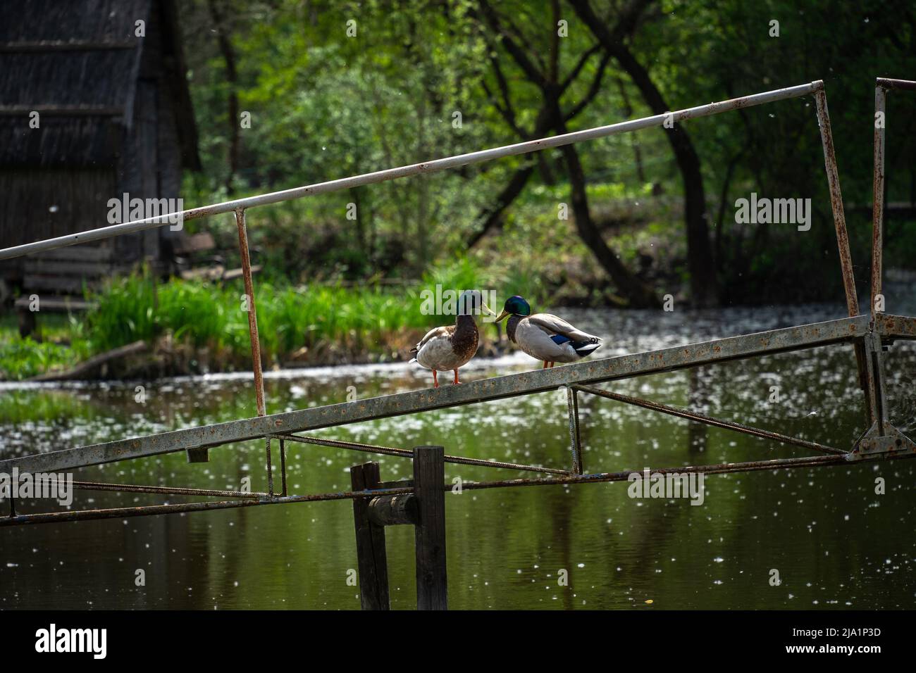 Deux canards colverts mâles se tenant sur une mariée au-dessus du lac de pêche tout en regardant l'un l'autre, avec beaucoup de peluches de peuplier en arrière-plan Banque D'Images