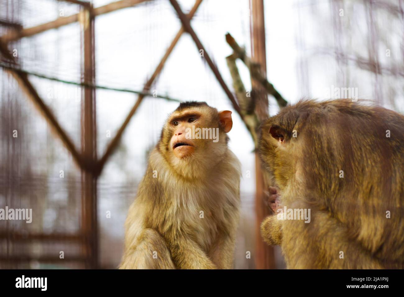 Defocus deux singes mignons vit dans une forêt naturelle de Thaïlande. Triste singe au zoo. Virus de la variole du singe. Arrière-plan vert. Branches floues au premier plan. Banque D'Images