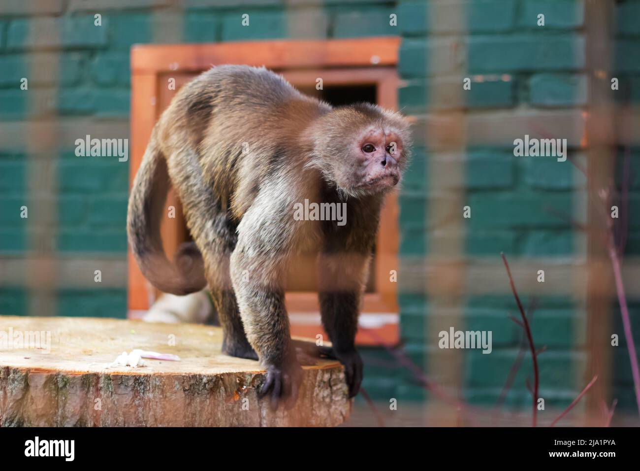 Defocus le singe mignon vit dans une forêt naturelle de Thaïlande. Triste singe au zoo. Virus de la variole du singe. Arrière-plan vert. Hors foyer. Banque D'Images