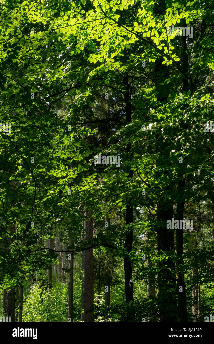 Mur vert d'arbres dans la forêt Banque D'Images