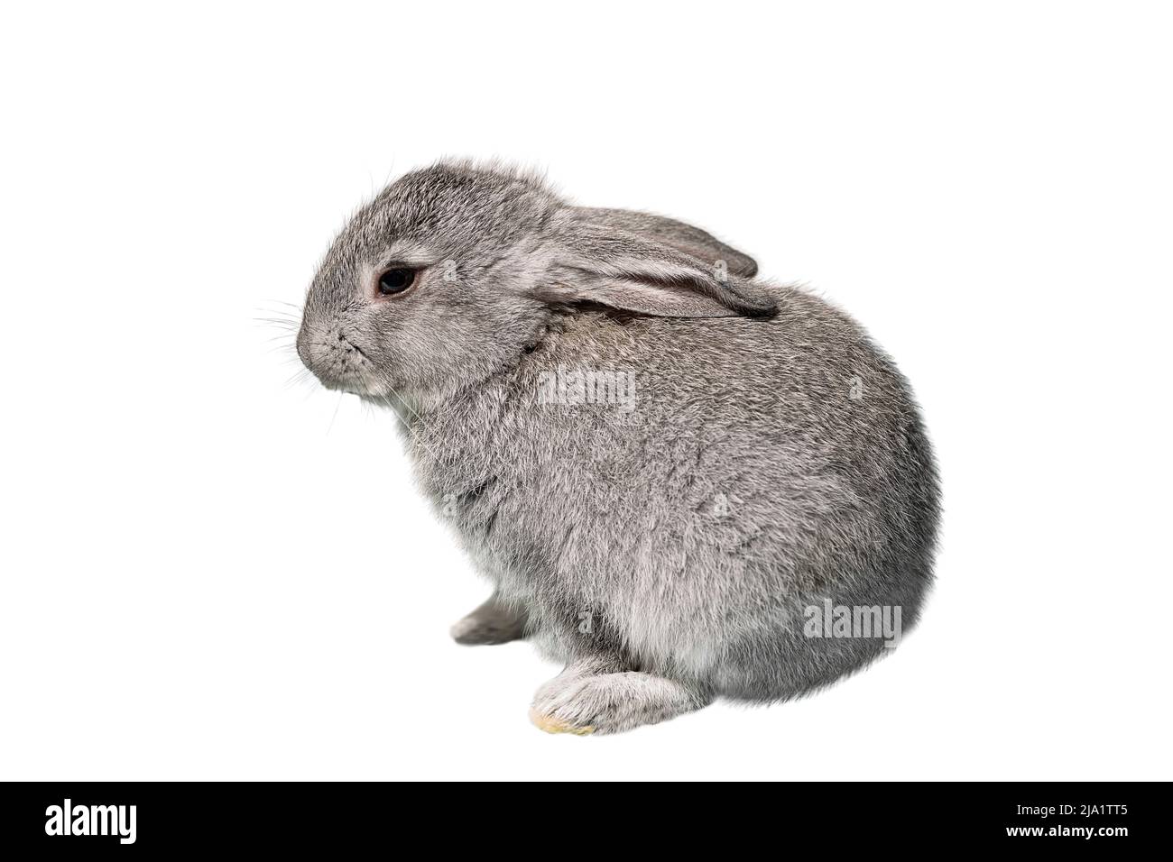 Petit lapin gris gros plan, isolé sur un fond blanc Banque D'Images